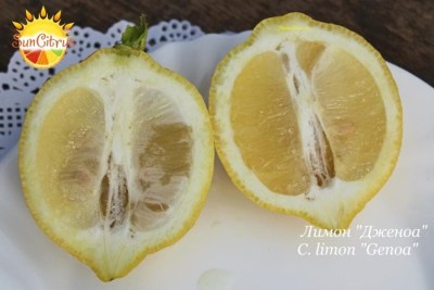 C limon Genoa - 